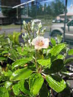 Image of manyflower geranium