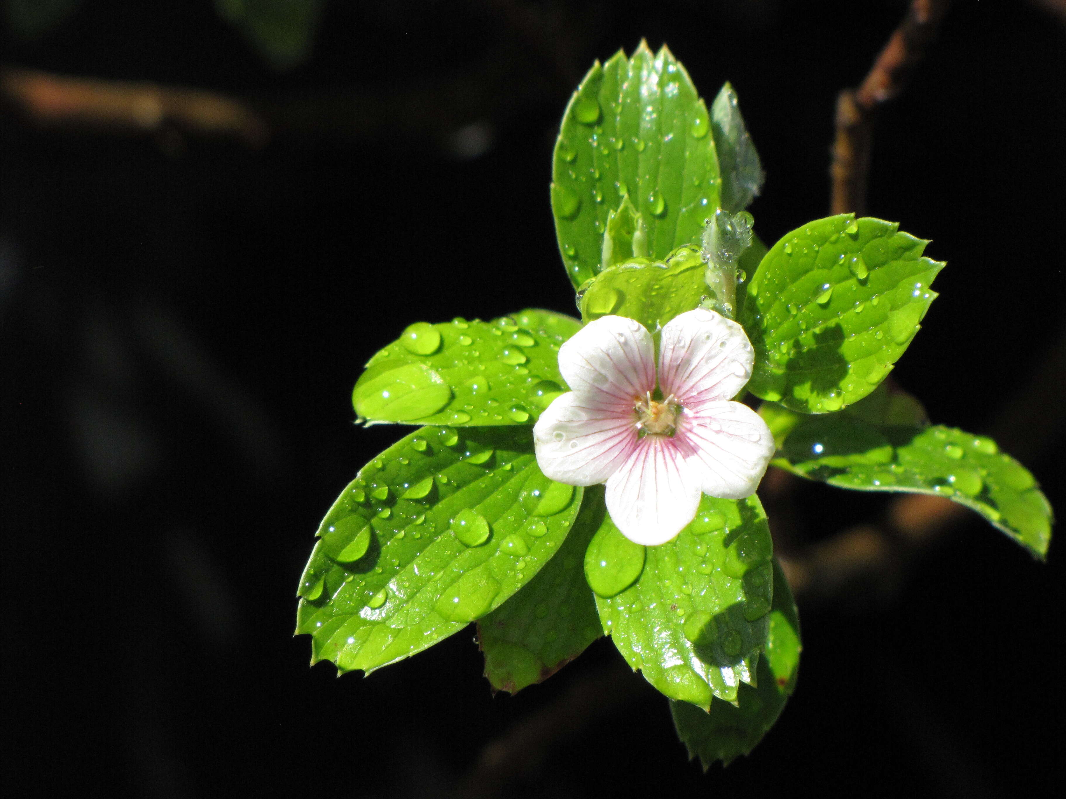 Image of manyflower geranium