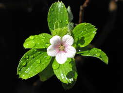 Image of manyflower geranium