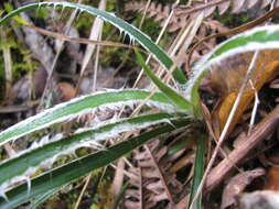 Image of Hawai'i woodrush