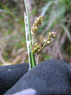 Image of Hawai'i woodrush