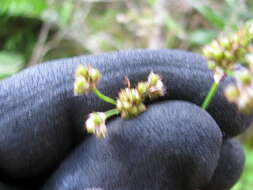 Imagem de Luzula hawaiiensis Buch.