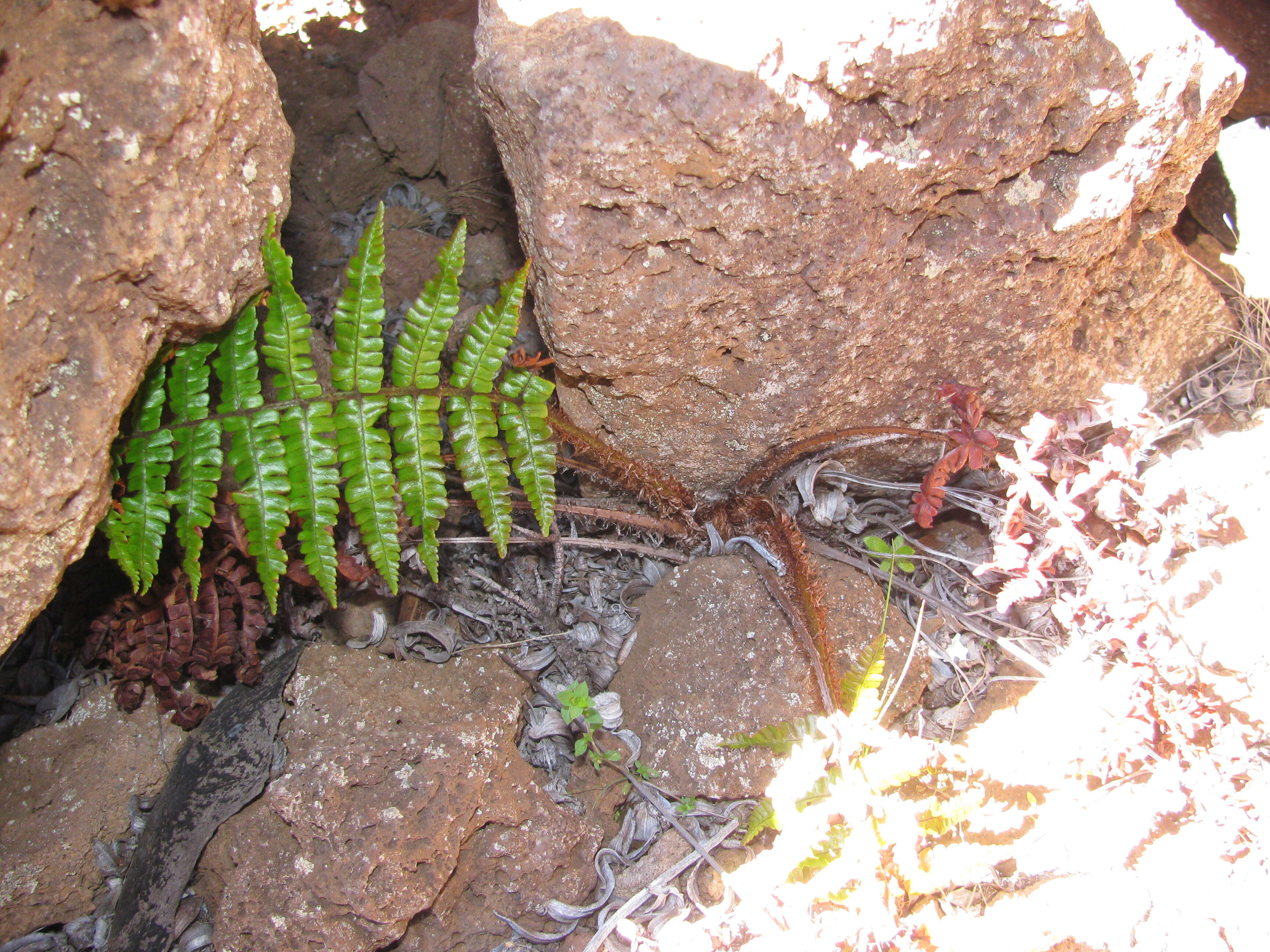 Image of alpine woodfern