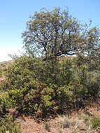 Image of Haleakala sandalwood