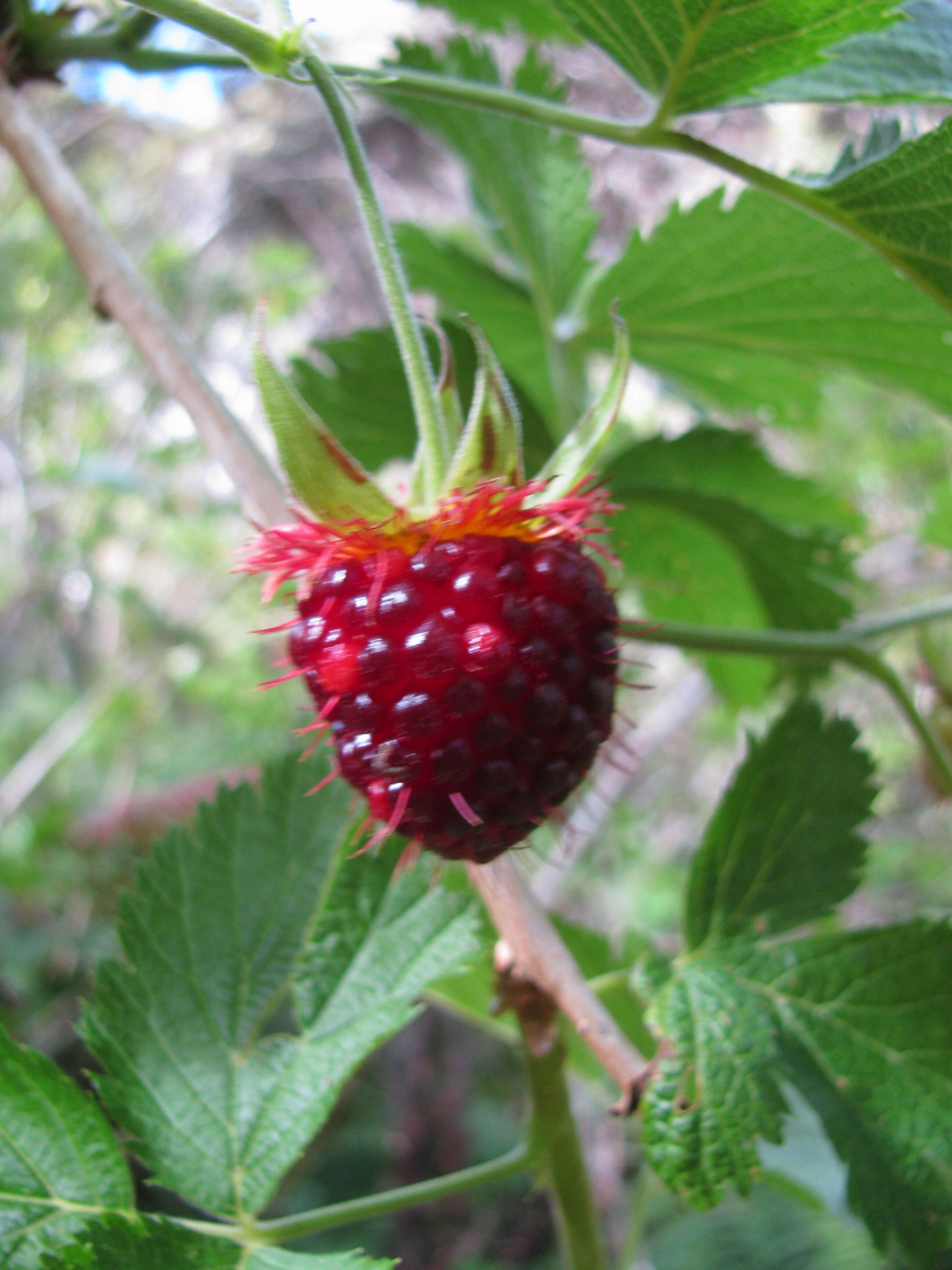 Слика од Rubus hawaiensis A. Gray