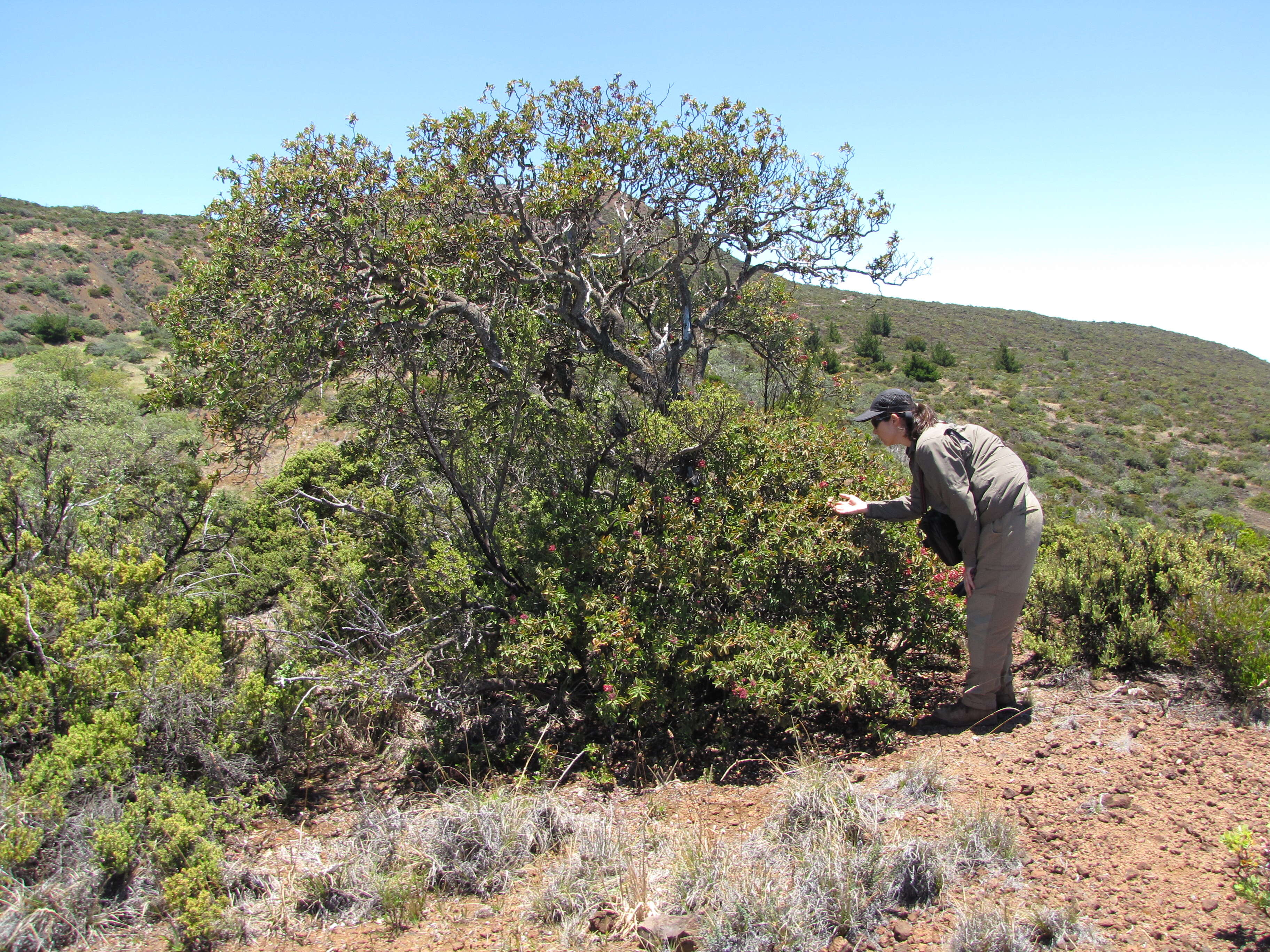 Image of Haleakala sandalwood