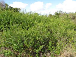 Image of Japanese jasmine