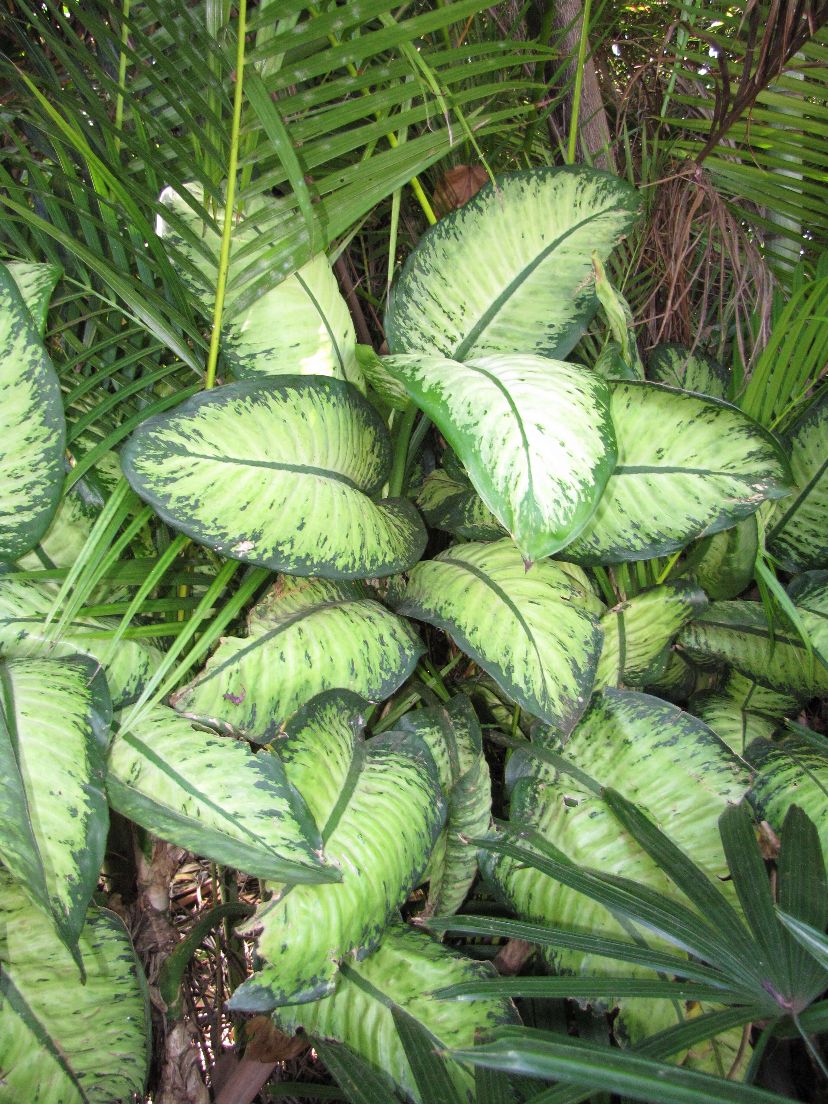 Image of dumbcane