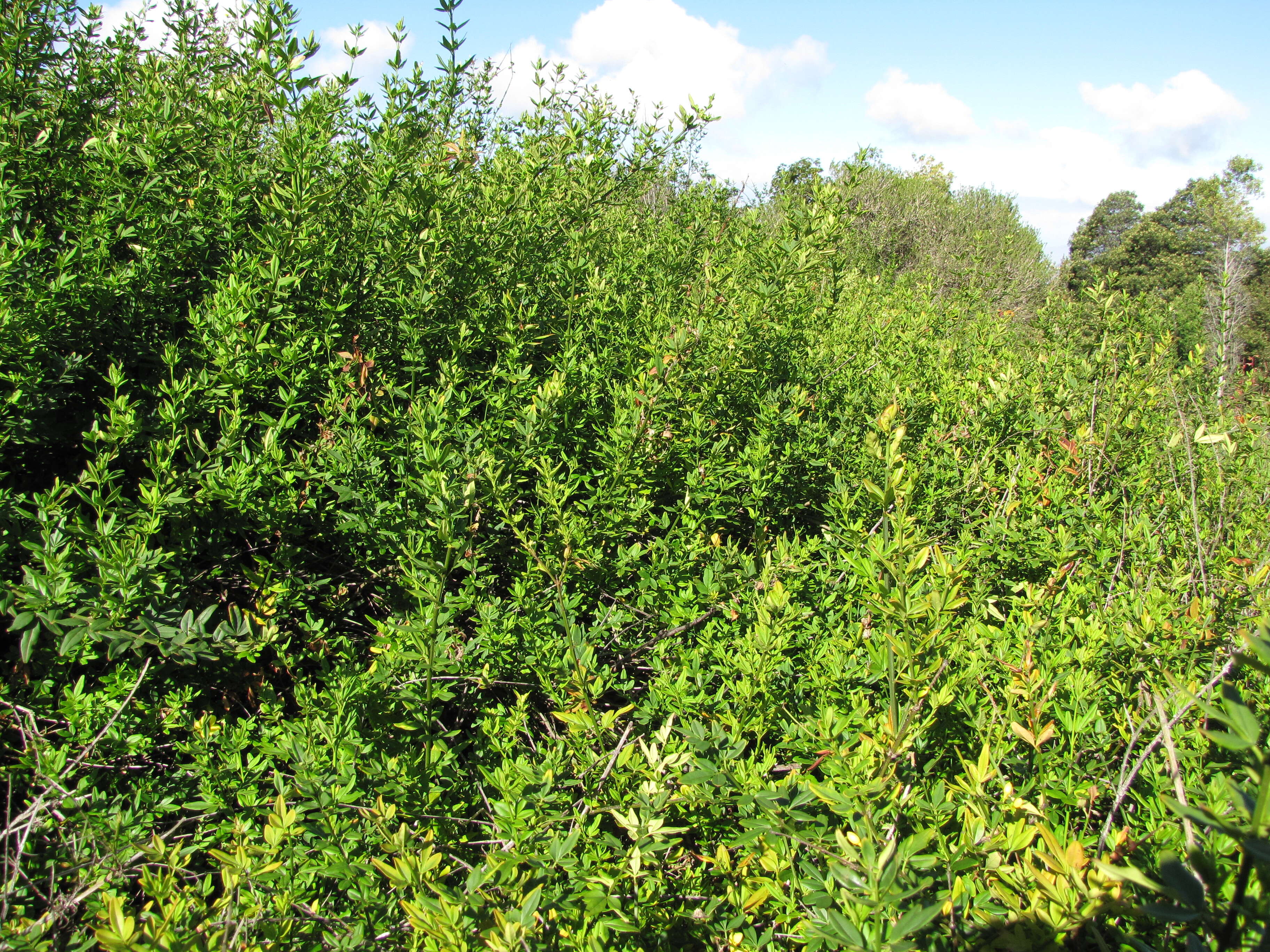 Image of Japanese jasmine