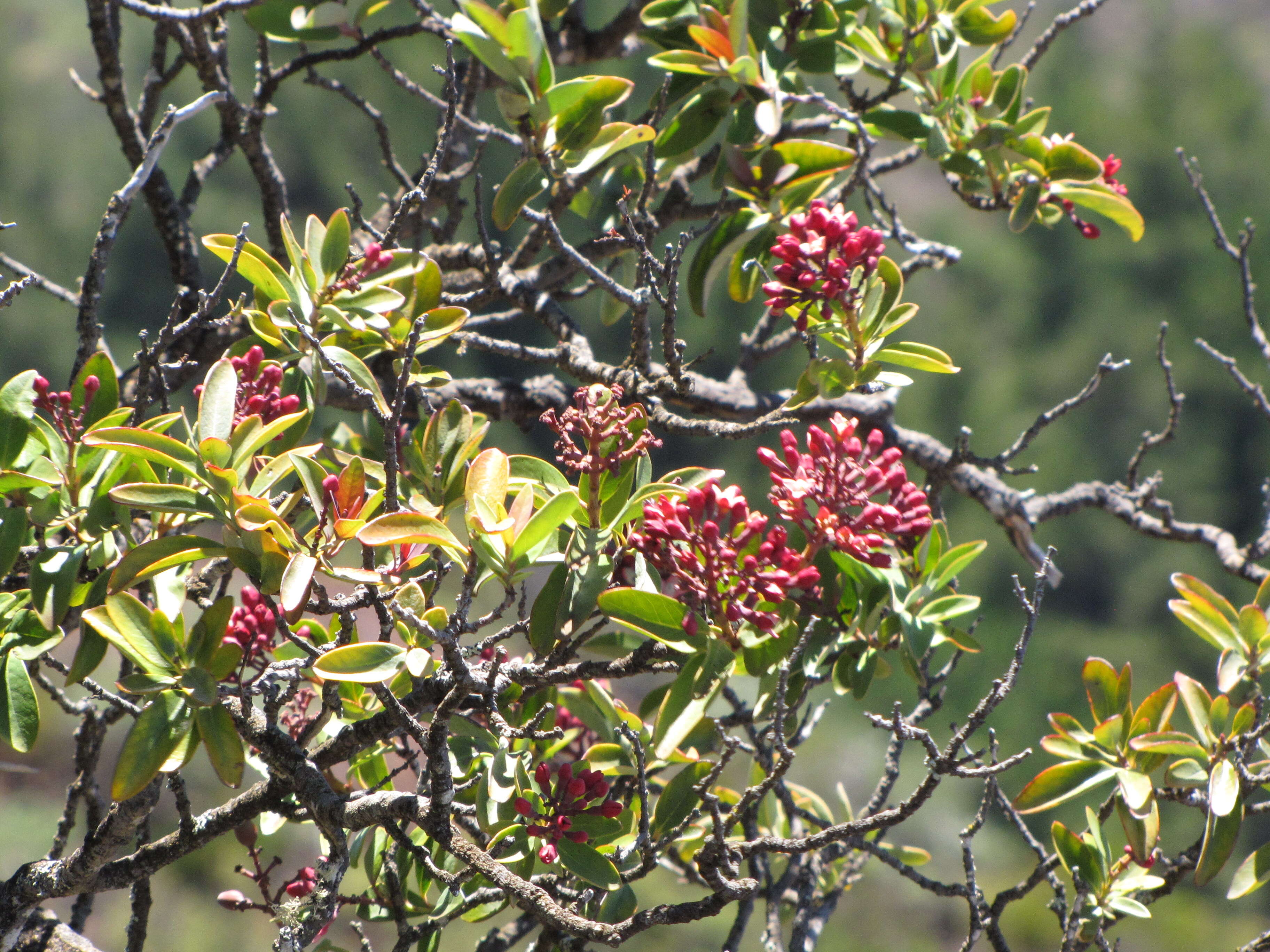 Image of Haleakala sandalwood