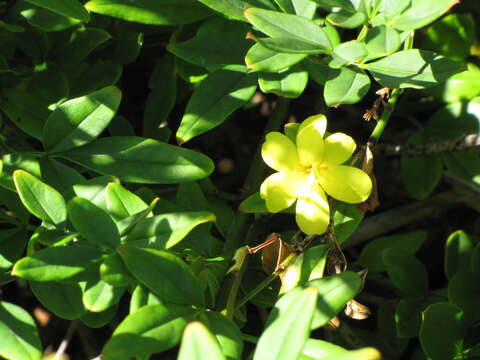 Image of Japanese jasmine