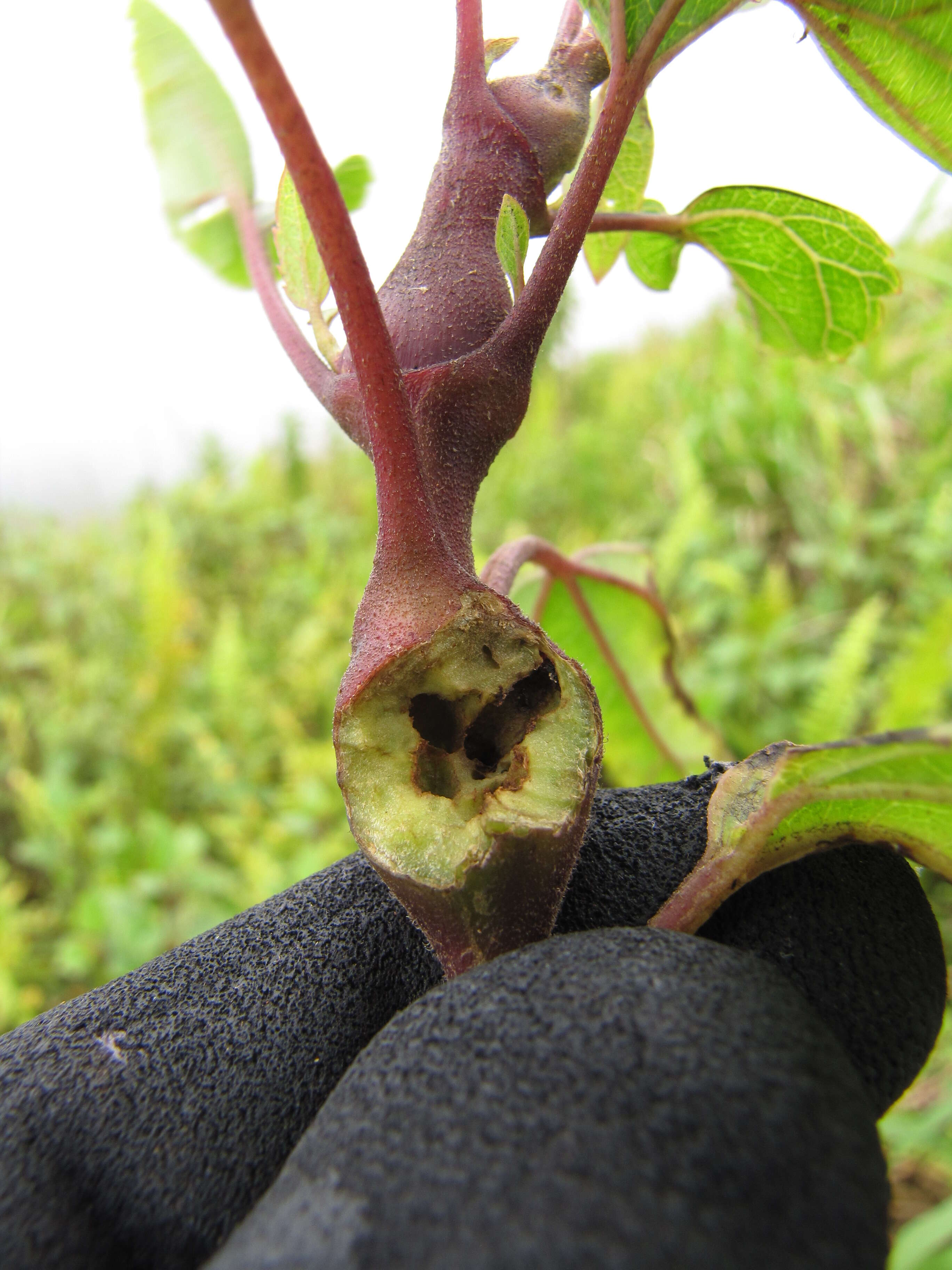 Image of sticky snakeroot