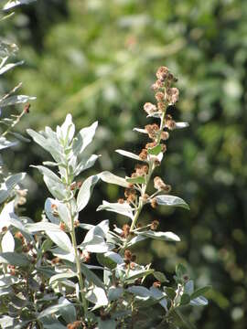 Image of mangrove