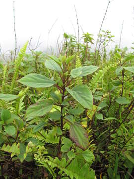 Imagem de Ageratina adenophora (Spreng.) R. King & H. Rob.