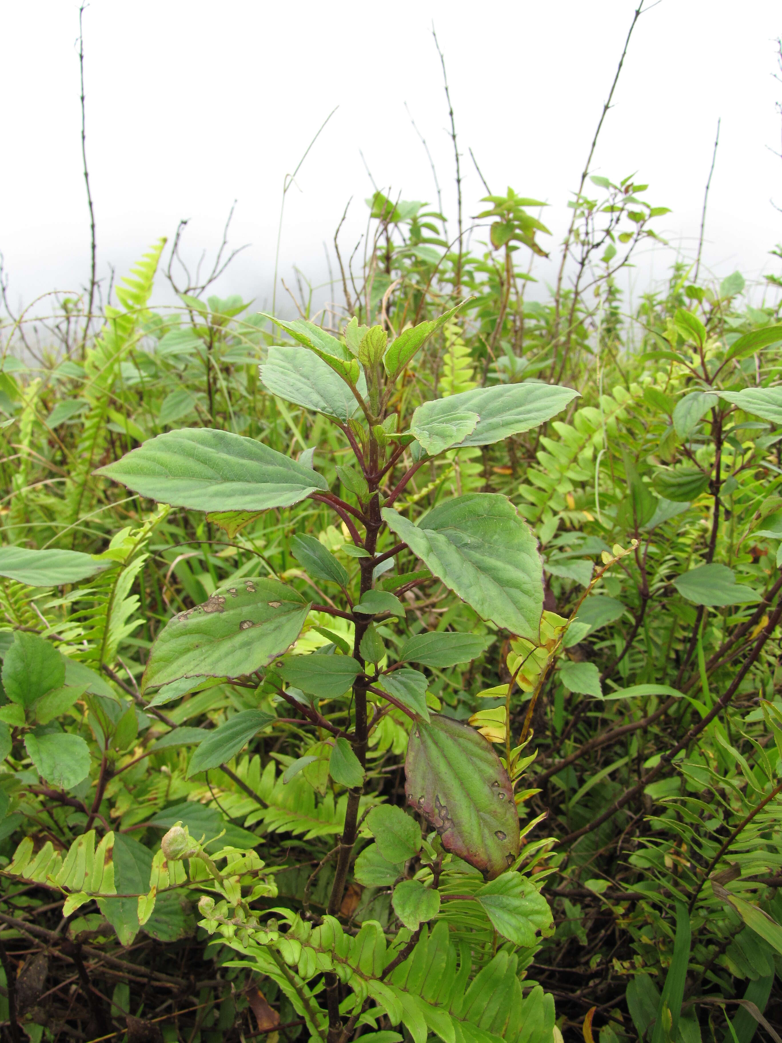 صورة Ageratina adenophora (Spreng.) R. King & H. Rob.