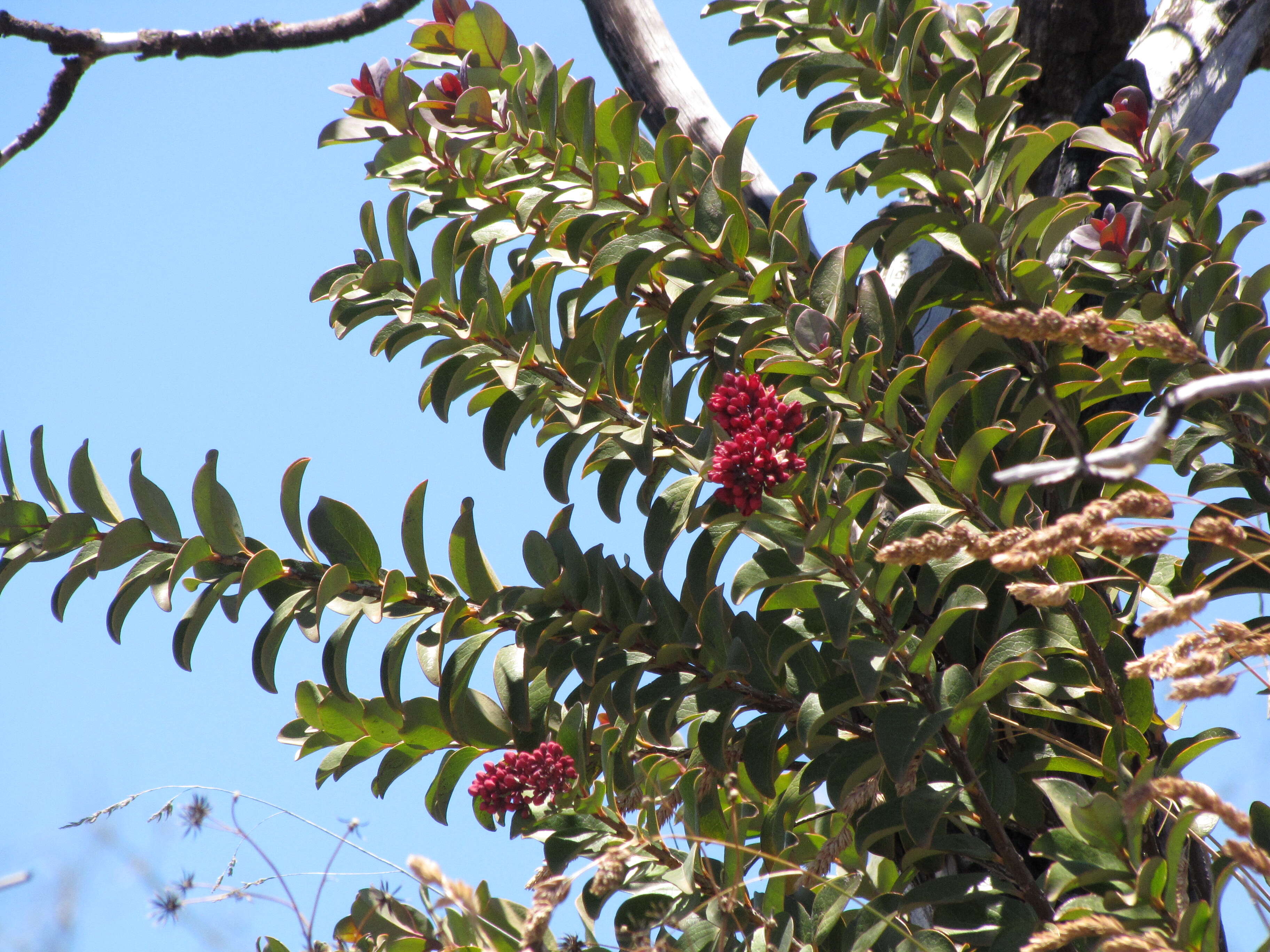 Image of Haleakala sandalwood