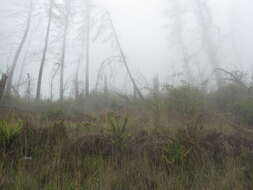 Image of alpine woodfern