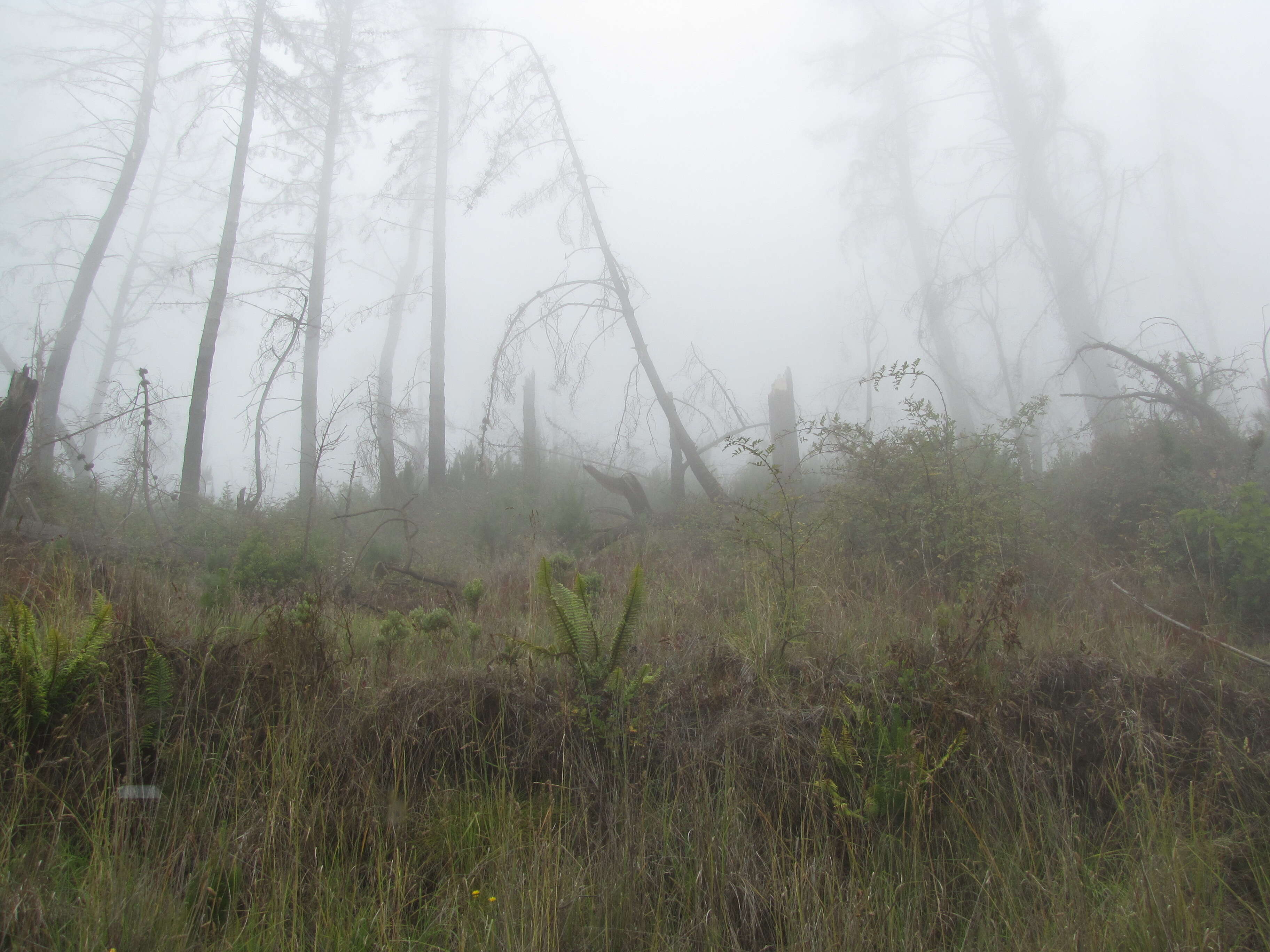 Image of alpine woodfern