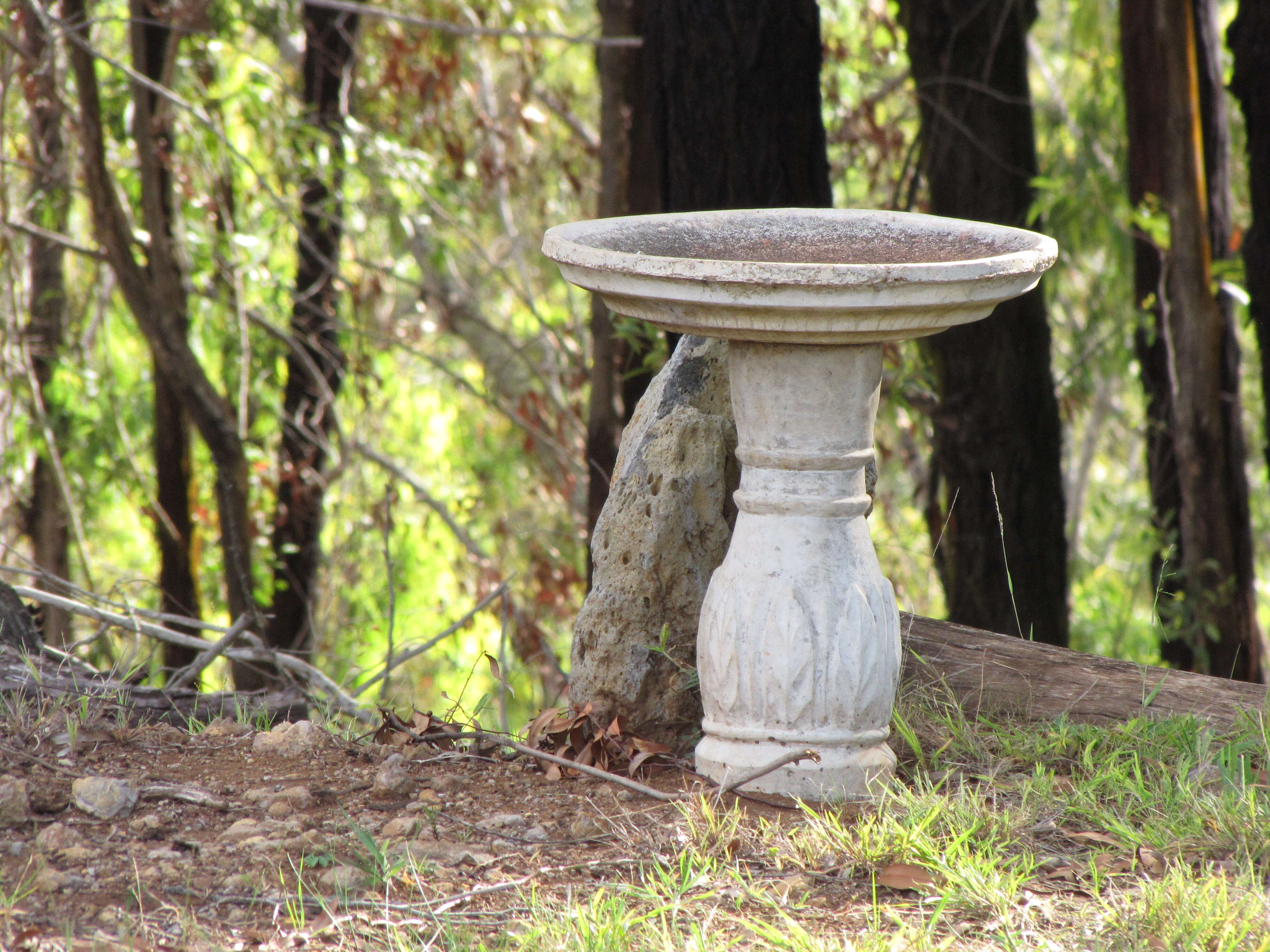 Image of gray ironbark