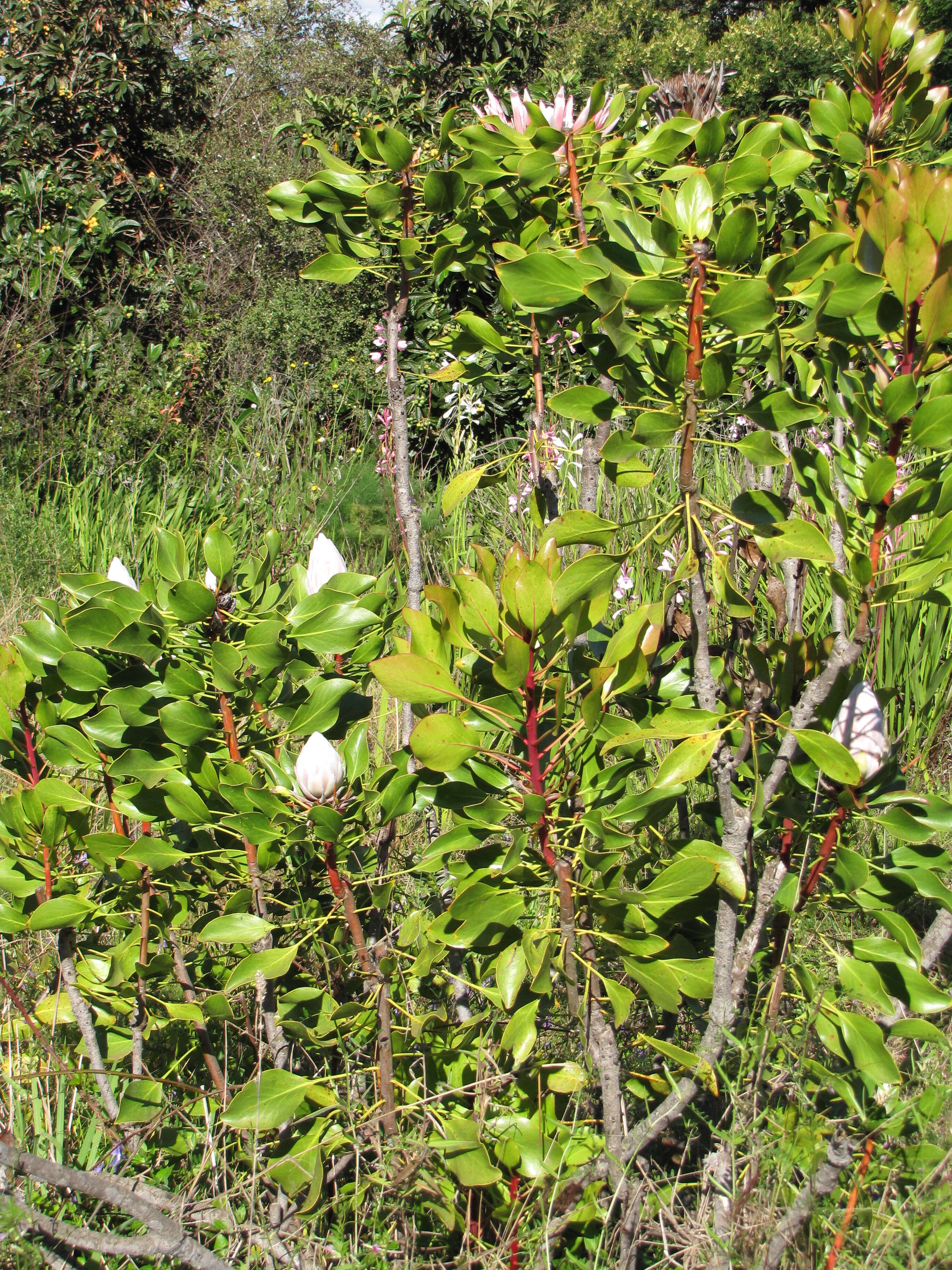 Imagem de Protea cynaroides (L.) L.