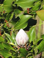 Imagem de Protea cynaroides (L.) L.