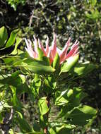 Imagem de Protea cynaroides (L.) L.