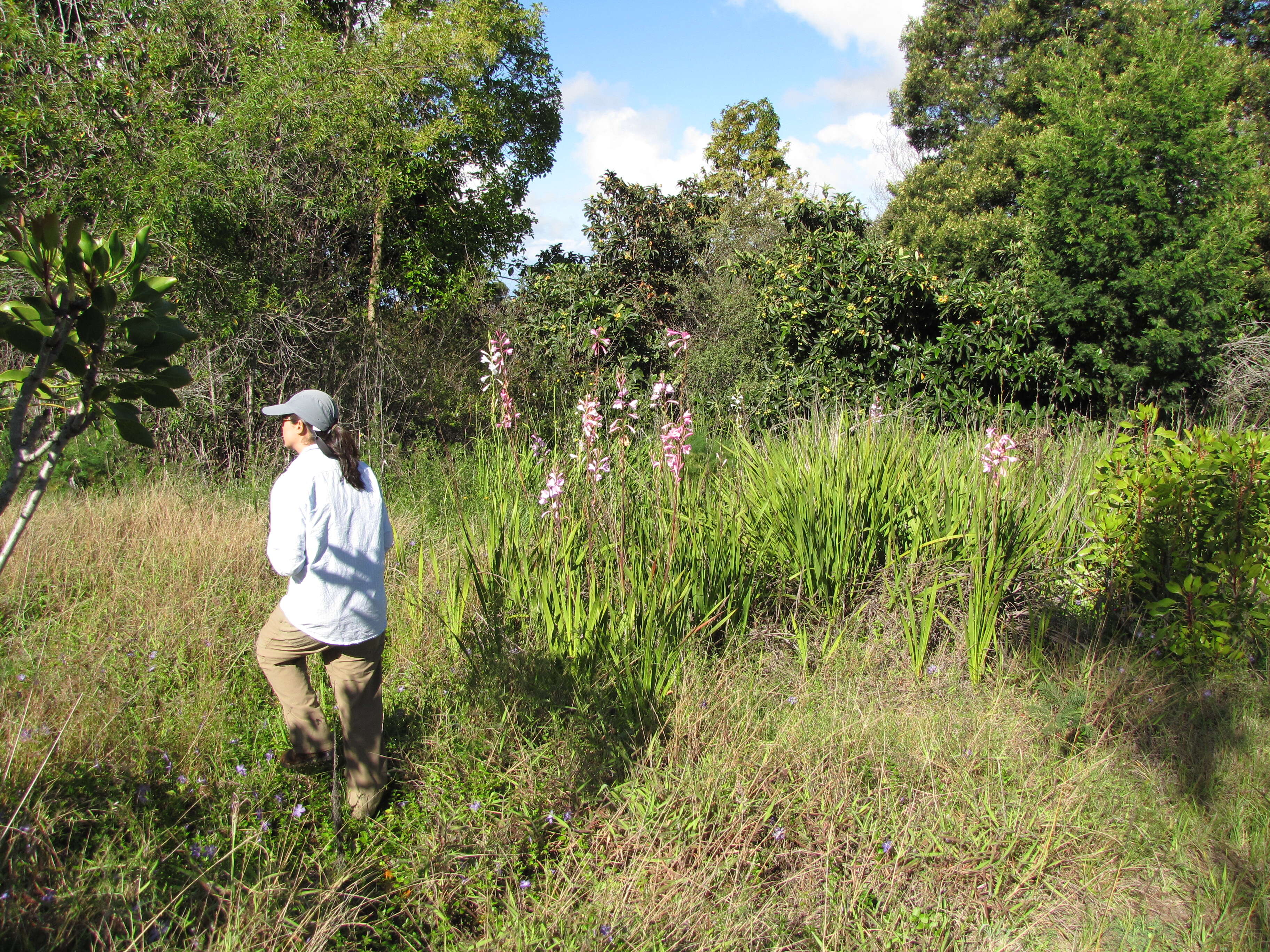 Imagem de Watsonia borbonica (Pourr.) Goldblatt