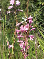 Imagem de Watsonia borbonica (Pourr.) Goldblatt