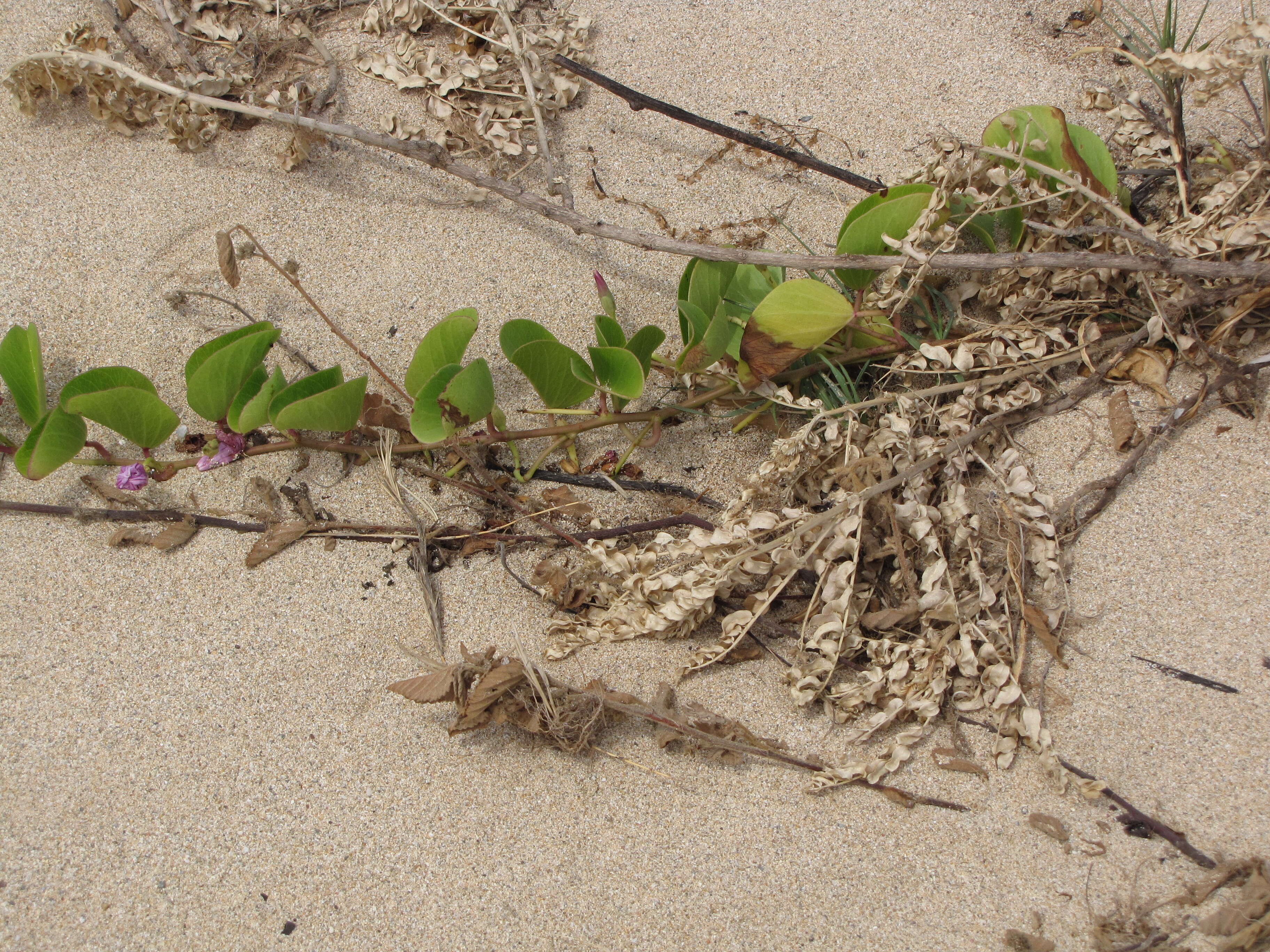 Image of Oahu riverhemp