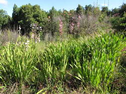 Imagem de Watsonia borbonica (Pourr.) Goldblatt