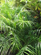 Image of pygmy date palm