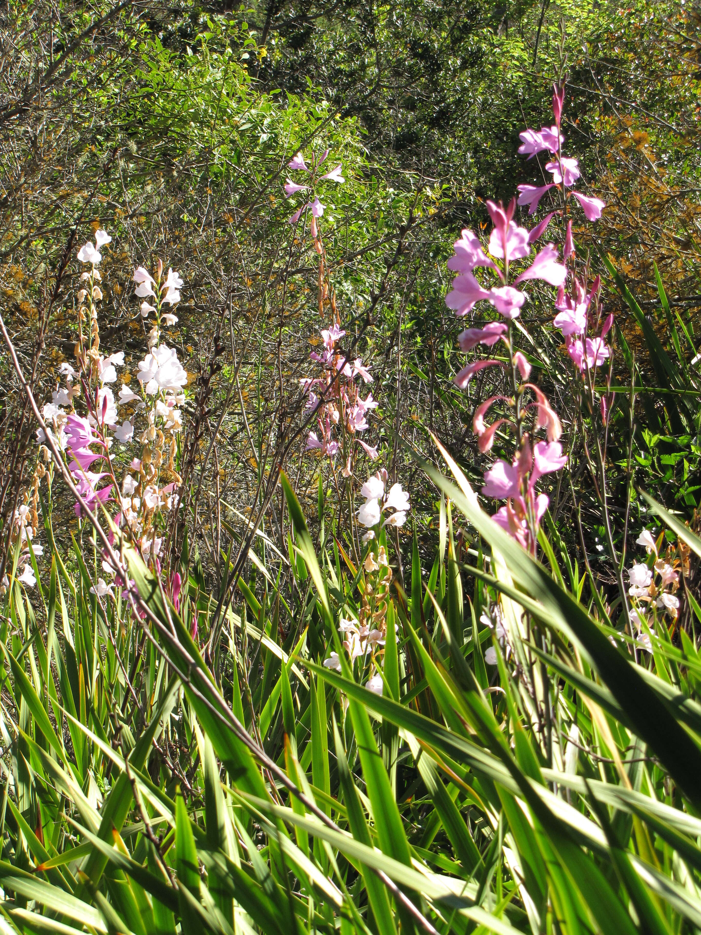 Imagem de Watsonia borbonica (Pourr.) Goldblatt