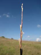 Image of perennial ryegrass