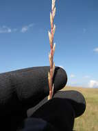 Image of perennial ryegrass