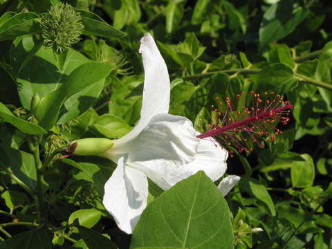 Image of white Kauai rosemallow