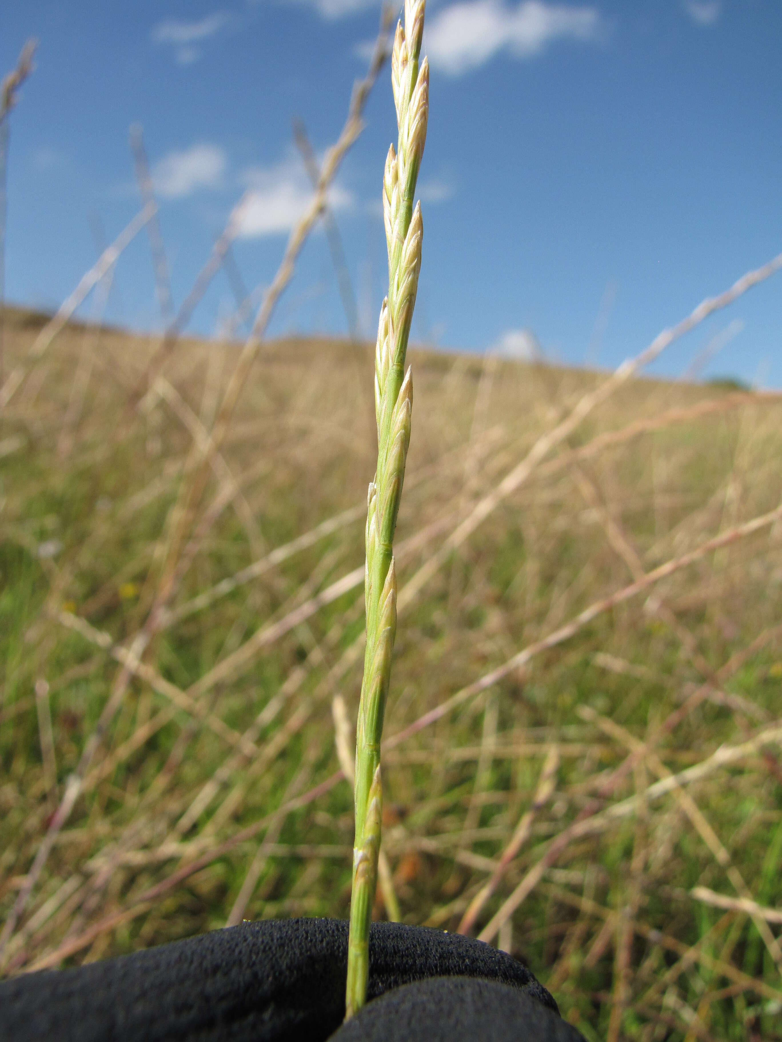 Plancia ëd Lolium perenne L.