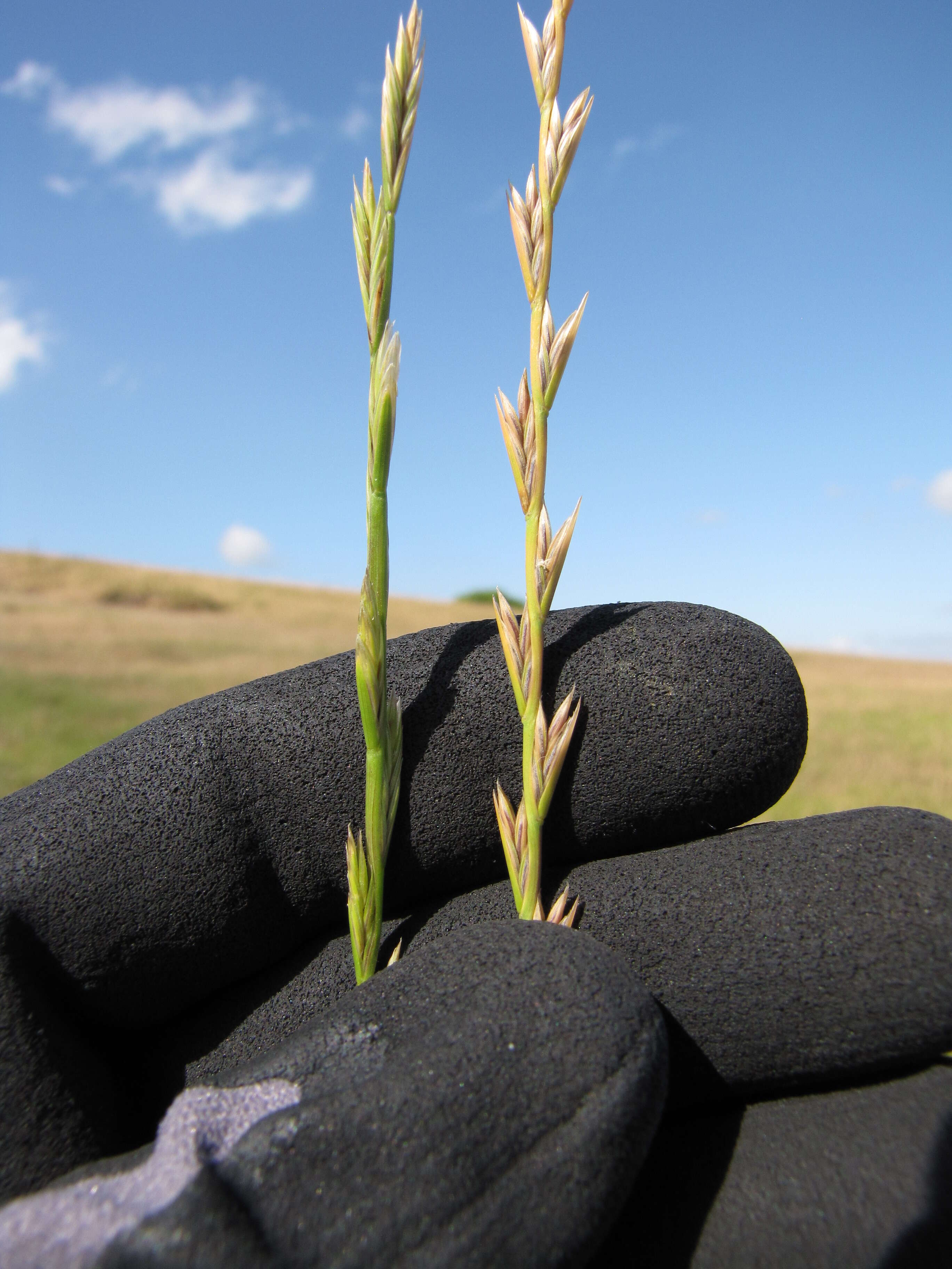 Image of perennial ryegrass