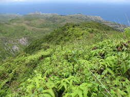 صورة Ageratina adenophora (Spreng.) R. King & H. Rob.