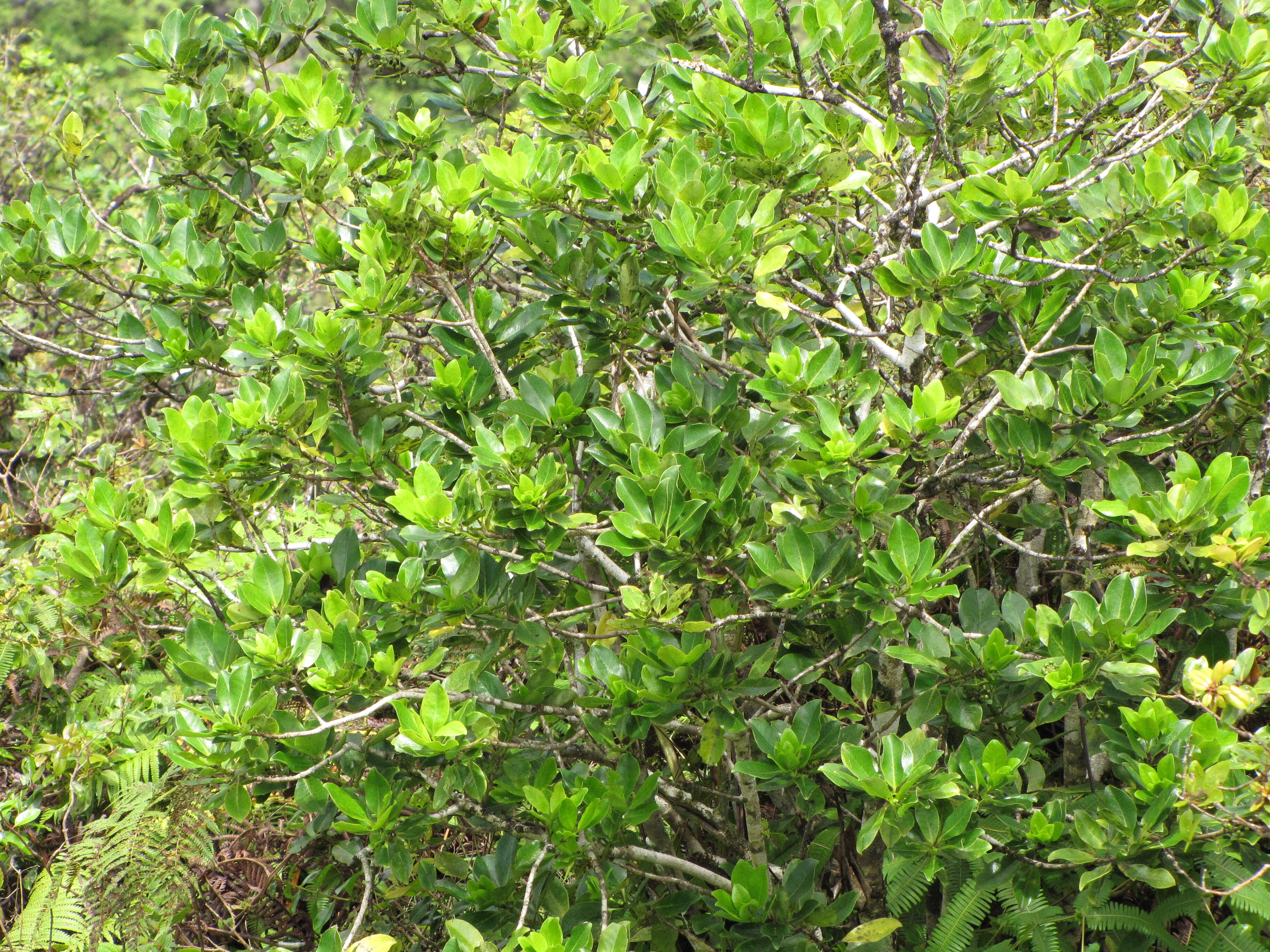 Image of Hawai'i holly