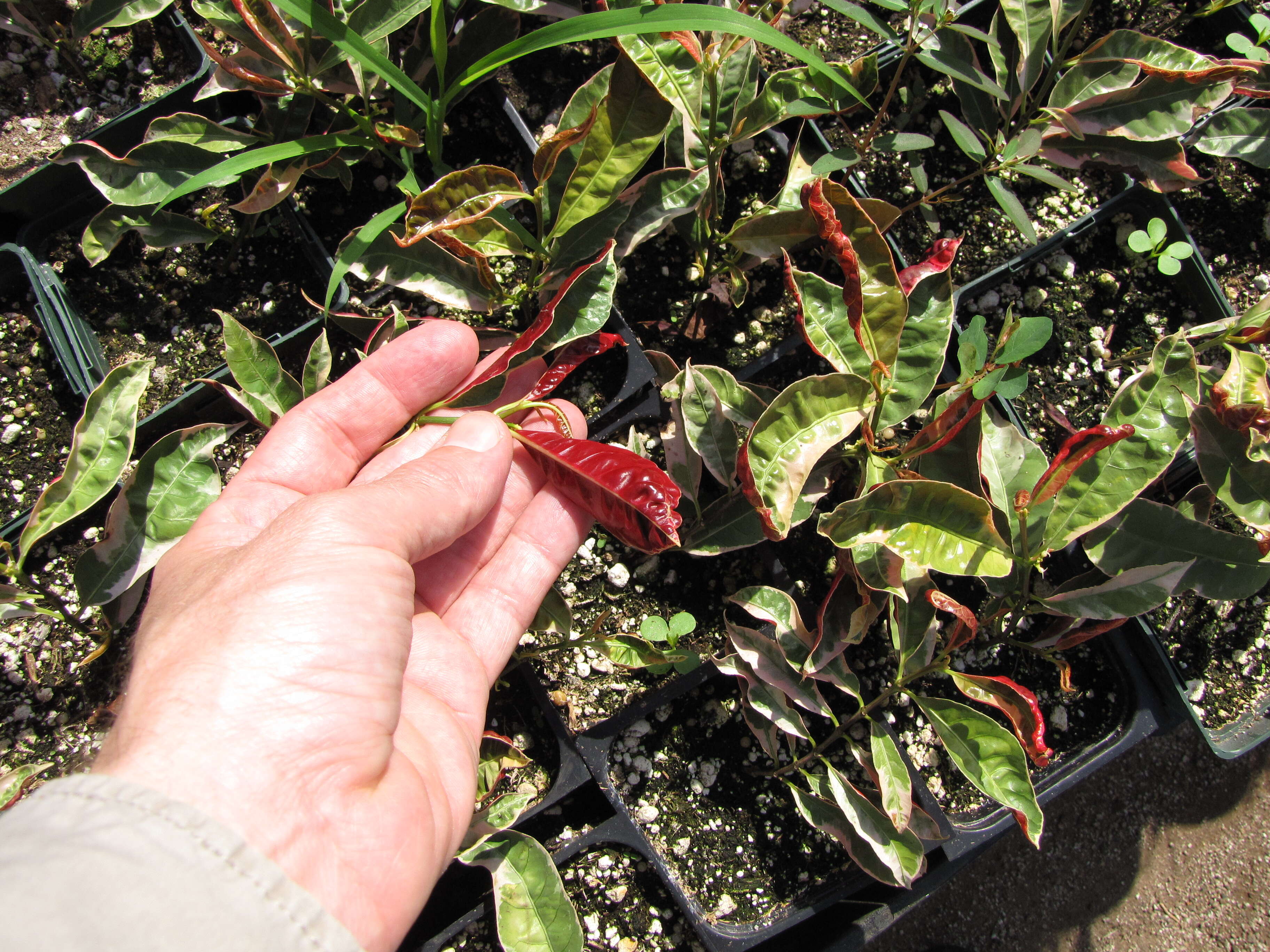 Image of Excoecaria cochinchinensis Lour.