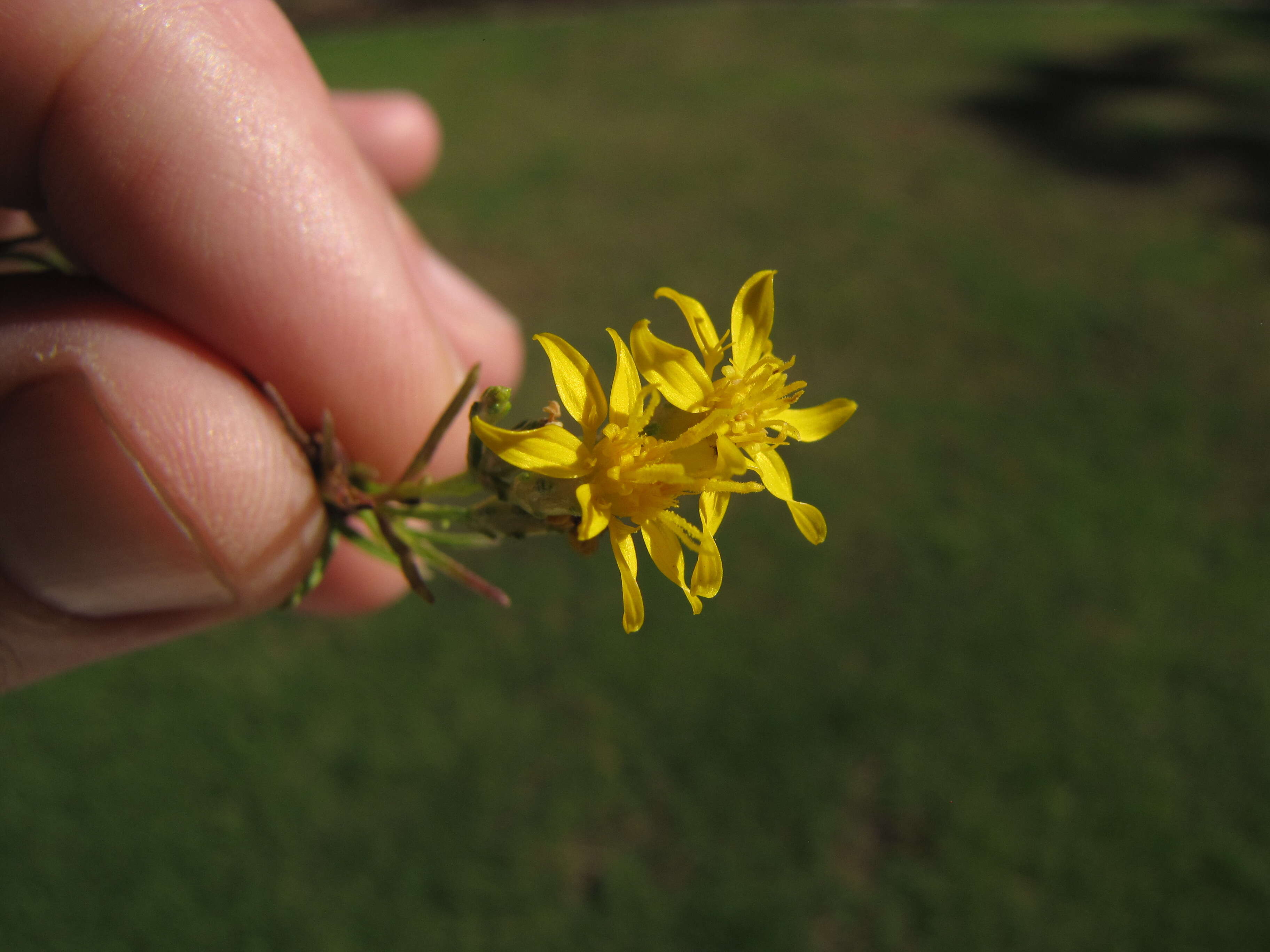 Image of broom snakeweed