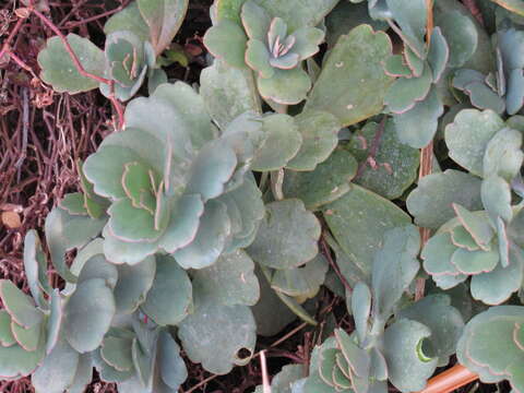 Image of lavender scallops