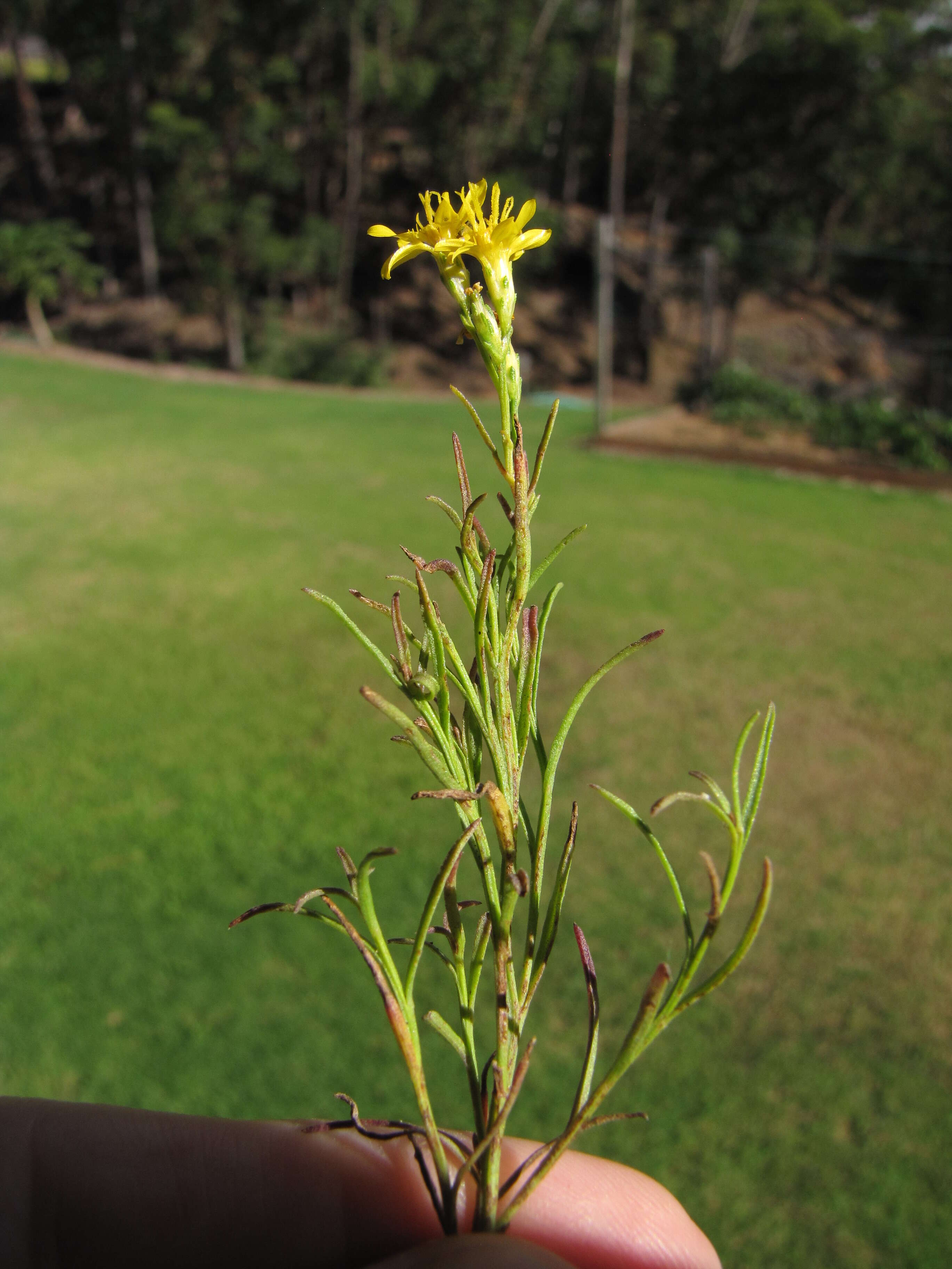 Image of broom snakeweed