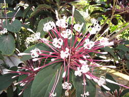 Image of Philippine glorybower