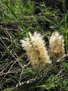 Image of Bracelet honey myrtle