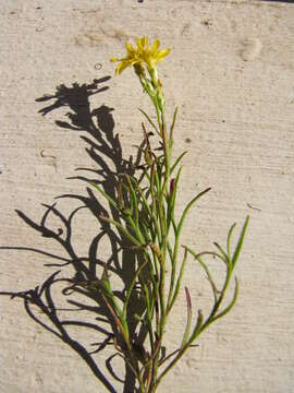 Image of broom snakeweed