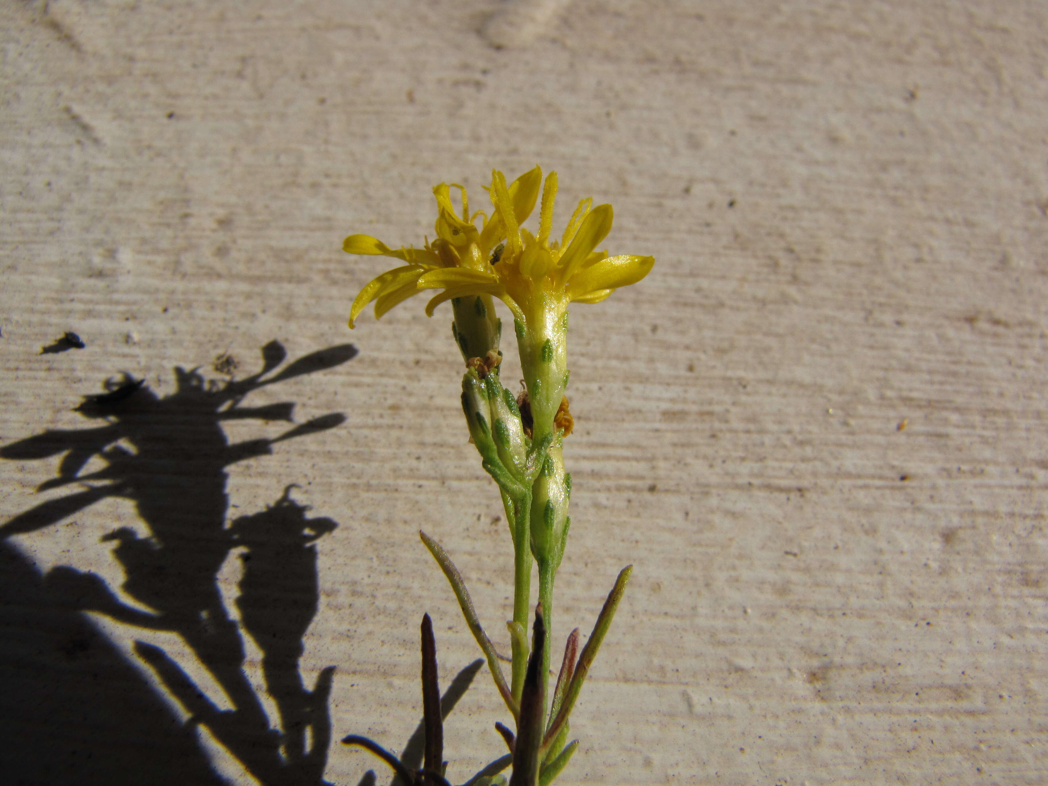 Image of broom snakeweed