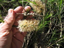 Слика од Melaleuca armillaris (Gaertner) Smith