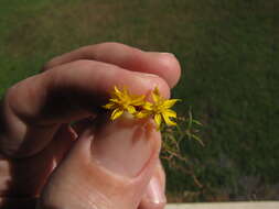 Image of broom snakeweed