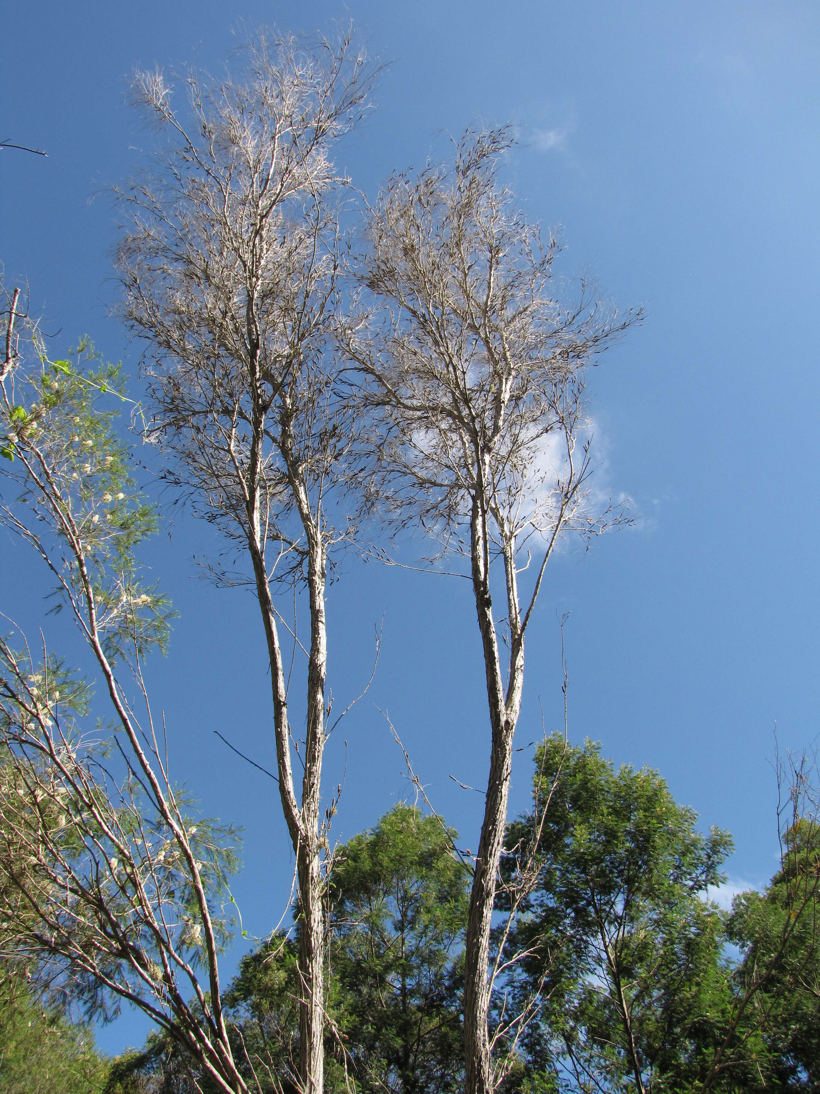 Слика од Melaleuca armillaris (Gaertner) Smith